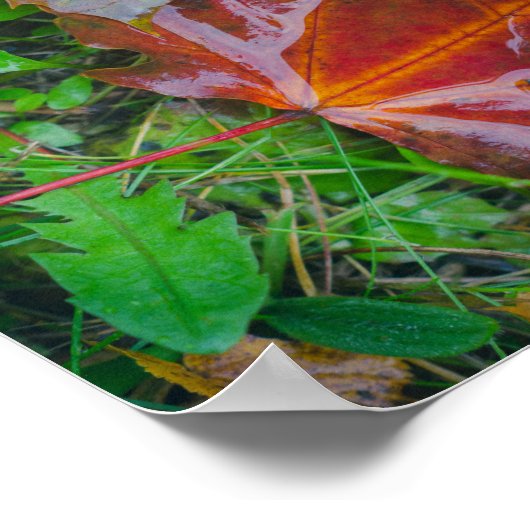 赤いカエデ葉の ポスター (角)