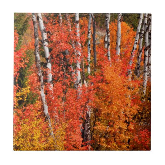 赤いカエデ（エイサールブラ）と《植物》アスペン タイル (正面)