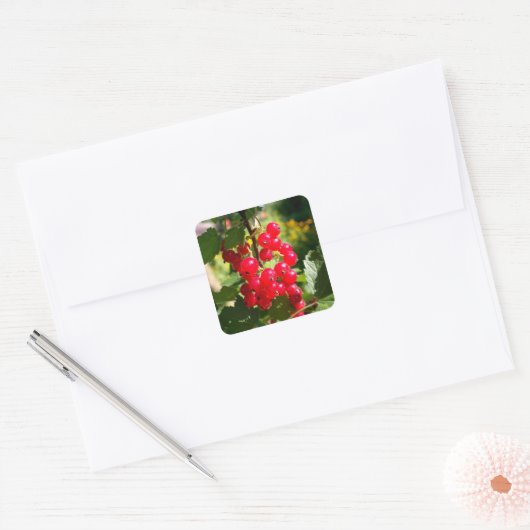 赤いカラント スクエアシール (封筒)