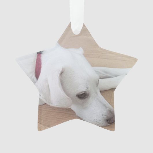 赤いカラースタークリスマスを着たかわいい犬 オーナメント (正面)