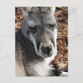 赤いカンガルー ポストカード