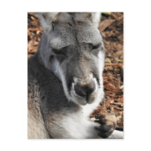 赤いカンガルー