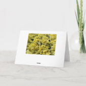 赤いカーリーポインセチア シーズンカード (裏面)