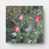赤いガーデンチューリップ フォトプラーク (正面)