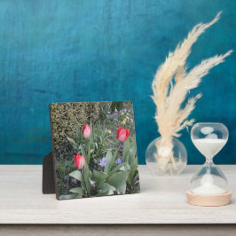 赤いガーデンチューリップ フォトプラーク