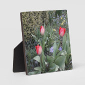 赤いガーデンチューリップ フォトプラーク (正面)