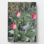 赤いガーデンチューリップ フォトプラーク (正面)