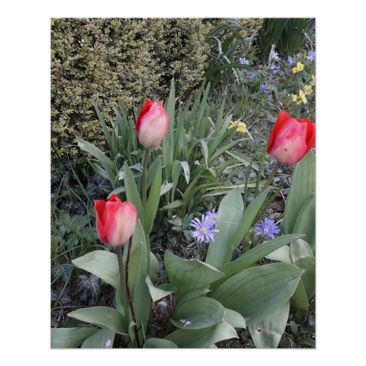 赤いガーデンチューリップ ポスター (正面)