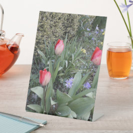 赤いガーデンチューリップ 台座サイン