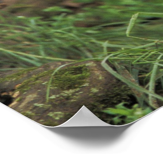 赤いキツネが田の前に現れる ポスター (角)