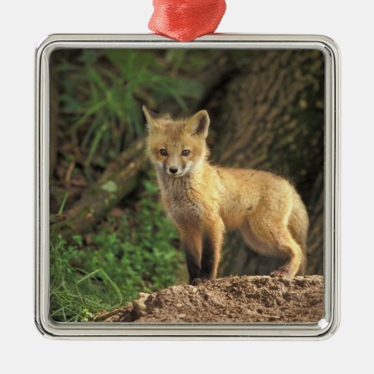 赤いキツネが田の前に現れる メタルオーナメント (正面)