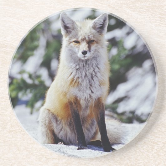 赤いキツネが雪の土手に座っている、Vulpes、山 コースター (正面)