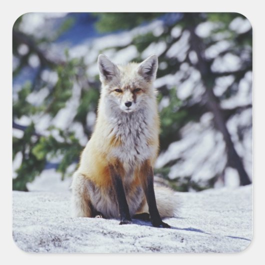 赤いキツネが雪の土手に座っている、Vulpes、山 スクエアシール (正面)