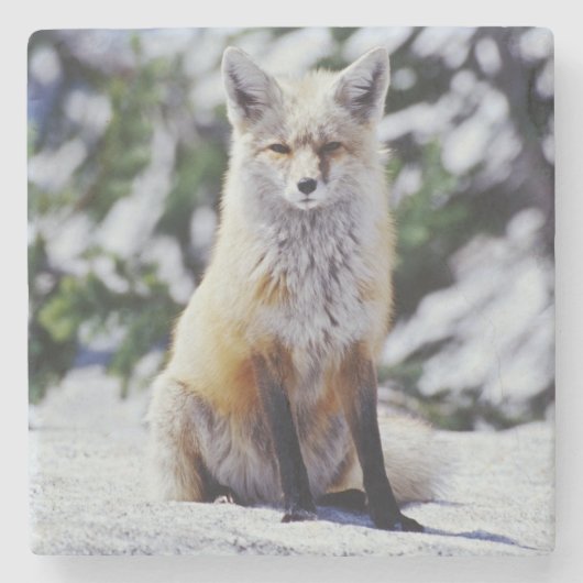赤いキツネが雪の土手に座っている、Vulpes、山 ストーンコースター (正面)