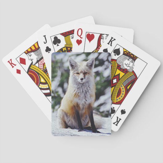赤いキツネが雪の土手に座っている、Vulpes、山 トランプ (裏面)