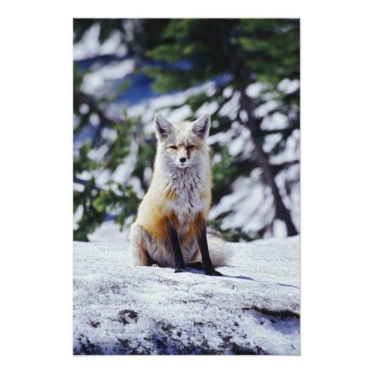赤いキツネが雪の土手に座っている、Vulpes、山 フォトプリント (正面)