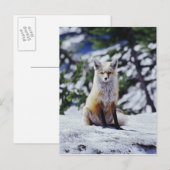 赤いキツネが雪の土手に座っている、Vulpes、山 ポストカード (正面/裏面)
