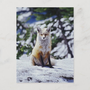 赤いキツネが雪の土手に座っている、Vulpes、山 ポストカード
