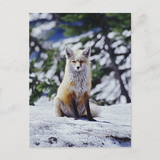 赤いキツネが雪の土手に座っている、Vulpes、山 ポストカード (正面)