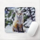 赤いキツネが雪の土手に座っている、Vulpes、山 マウスパッド (マウス)