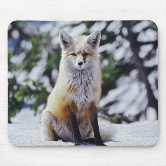 赤いキツネが雪の土手に座っている、Vulpes、山 マウスパッド (正面)