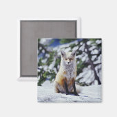 赤いキツネが雪の土手に座っている、Vulpes、山 マグネット (正面/裏面)