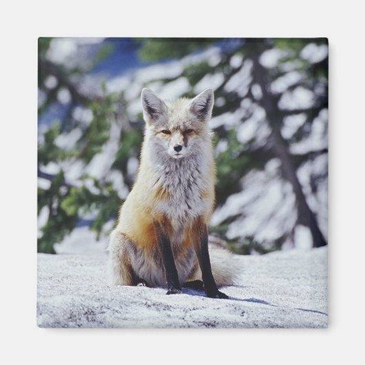 赤いキツネが雪の土手に座っている、Vulpes、山 マグネット (正面)