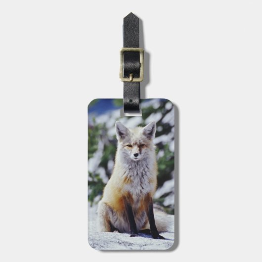 赤いキツネが雪の土手に座っている、Vulpes、山 ラゲッジタグ (正面縦)