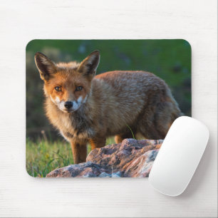 赤いキツネでサンセット,オーストラリア,野生動物写真 マウスパッド