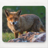 赤いキツネでサンセット，オーストラリア，野生動物写真 マウスパッド (正面)