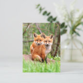 赤いキツネのキットの写真を含むはがき ポストカード (スタンド正面)