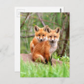 赤いキツネのキットの写真を含むはがき ポストカード (正面/裏面)
