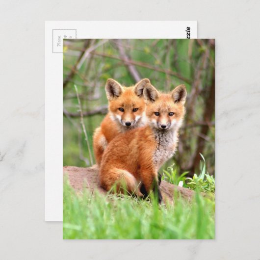 赤いキツネのキットの写真を含むはがき ポストカード (正面/裏面)