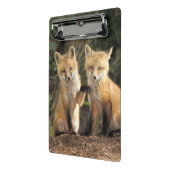 赤いキツネの丘の前に丘を登る ミニクリップボード (アングル2)