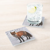 赤いキツネの写真 ガラスコースター (アングル)