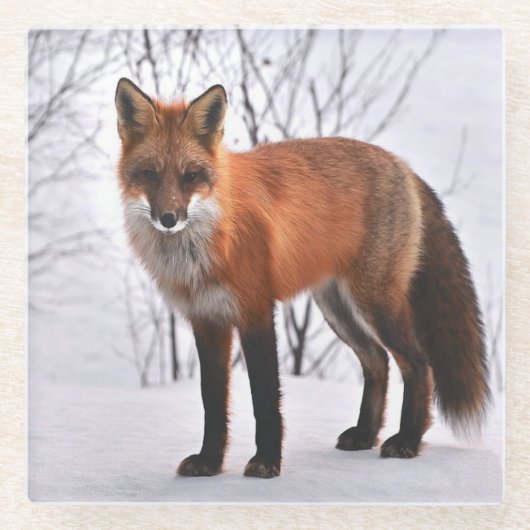 赤いキツネの写真 ガラスコースター (正面)