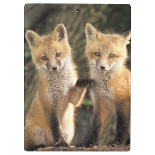 赤いキツネの目の前にハゲワシ) クリップボード (裏面)