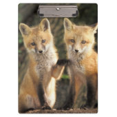 赤いキツネの目の前にハゲワシ) クリップボード (正面)