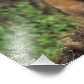 赤いキツネの目の前にハゲワシ) フォトプリント            (角)