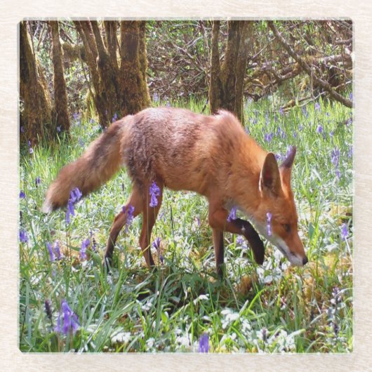 赤いキツネの穏やかな森の風景　ツルリンドウの花が咲く芸術 ガラスコースター (正面)