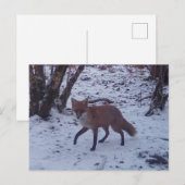 赤いキツネの雪の冬の森の野生動物の自然シーン ポストカード (正面/裏面)