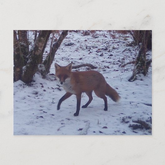 赤いキツネの雪の冬の森の野生動物の自然シーン ポストカード (正面)