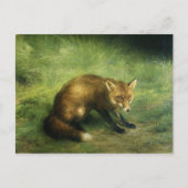 赤いキツネはがき ポストカード (正面)