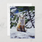 赤いキツネは雪の土手、バルペス、山に座っている。 ポストカード (正面/裏面)