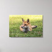 赤いキツネをクローバーのベッドに（水平） キャンバスプリント (正面)