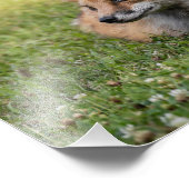 赤いキツネをクローバーのベッドに（水平） フォトプリント            (角)