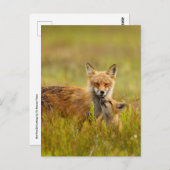 赤いキツネキットがママポストカードを探す ポストカード (正面/裏面)