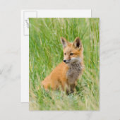 赤いキツネキットの芝生の近くに ポストカード (正面/裏面)