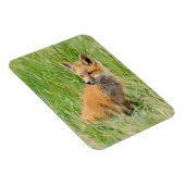 赤いキツネキットの芝生の近くに マグネット (右側)