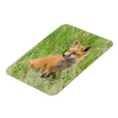 赤いキツネキットの芝生の近くに マグネット (左側)